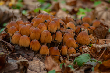 Mushroom Cluster in Autumn Forest
