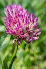 Soft Focus on Pink Clover Bloom