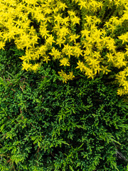 Contrast of Yellow Blooms and Green Foliage