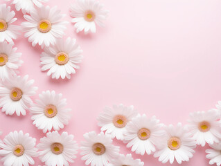Fototapeta premium White_daisy_chamomile_flowers