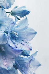Delphinium Flower with water drops with white background.