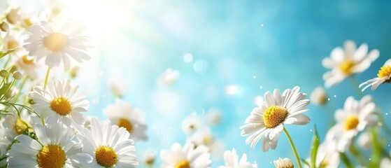 Fototapeta premium A field filled with white daisies Sun shines through scattered clouds Sky is brilliantly blue