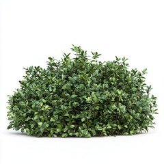 Obraz premium Green leafy shrub on white background, ideal for nature, gardening, and landscaping projects.