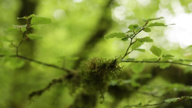 Mossy Branch in Forest