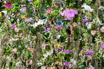 Lush display of various orchids bouquet flower hanging in a garden showcasing a vibrant mix of colors and species in full bloom