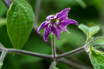 Purple chili blossom in close up view with soft bokeh background
