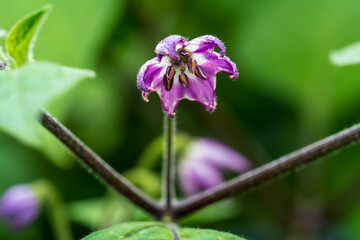 Purple chili blossom in close up view with soft bokeh background
