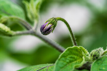 Purple chili blossom in close up view with soft bokeh background