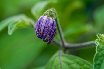 Purple chili blossom in close up view with soft bokeh background