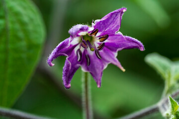 Purple chili blossom in close up view with soft bokeh background