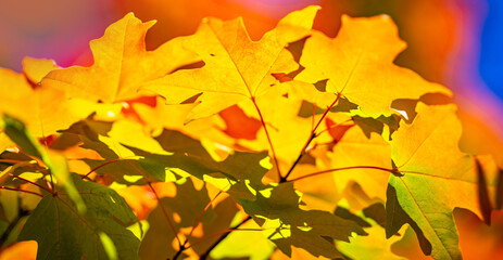Fototapeta premium Autumnal fall background. Autumn leaves of maple trees. Autumn fall leaves in sunlight. Natural autumn background. Autumnal background. Foliage, falling leaves background. Autumn leaf.