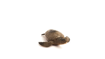 A Turtle Shaped Children's Toy With Isolated White Background And Photographed With The Rule Of Thirds Photo Composition