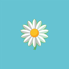 camomile on a white background