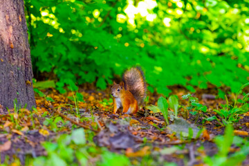 A squirrel sits on its hind legs in the forest in the park