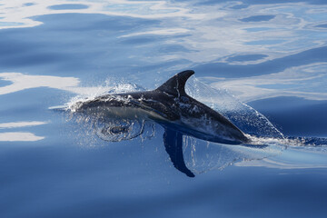 Die Rückenflosse des Delphins spiegelt sich im Meer © Markus Kammermann