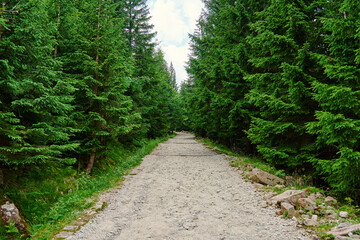 Gravel hiking path leading through dense coniferous forest in mountains on summer day