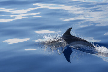 delfin pfügt sich elegant durch das Meer vor der Insel Faial © Markus Kammermann