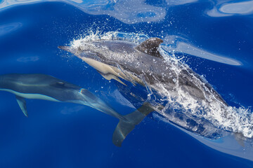 delfin pfügt sich elegant durch das Meer vor der Insel Faial © Markus Kammermann
