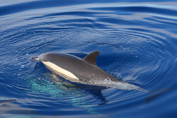 Common dolphin at the surface  © Markus Kammermann