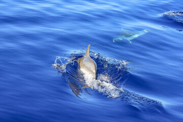 delfin pflügt sich elegant durch das Meer vor der Insel Faial © Markus Kammermann