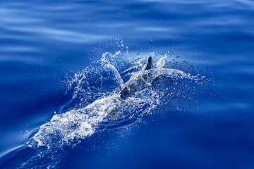 delfin pfügt sich elegant durch das Meer vor der Insel Faial © Markus Kammermann