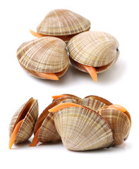 Clams on a white background