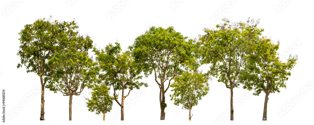 Poster Green trees isolated on transparent background forest and summer foliage for both print and web with cut path and alpha channel.