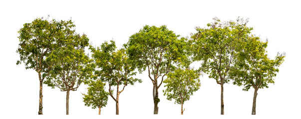 Green trees isolated on transparent background forest and summer foliage for both print and web with cut path and alpha channel.