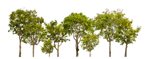 Green trees isolated on transparent background forest and summer foliage for both print and web with cut path and alpha channel.