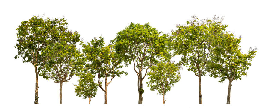 Green trees isolated on transparent background forest and summer foliage for both print and web with cut path and alpha channel.