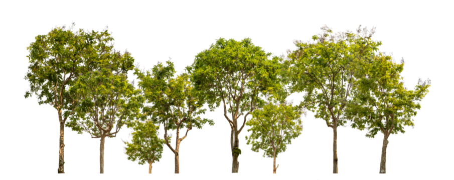 Green trees isolated on transparent background forest and summer foliage for both print and web with cut path and alpha channel.