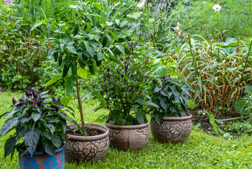 photo of juicy, beautiful chili peppers, gardener's concept