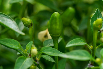 Chili bush with green fruits and white blossom in early grow phase before harvesting