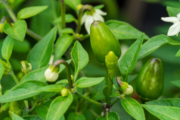 Chili bush with green fruits and white blossom in early grow phase before harvesting