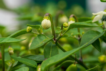 Chili bush with green fruits and white blossom in early grow phase before harvesting