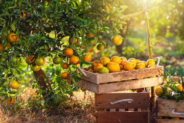 Oranges placed for decoration and orange trees and fruits in the sunshine in the orange garden