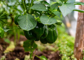 photo of juicy, beautiful chili peppers, gardener's concept