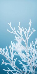 Close-up of frost-covered branches against a soft blue background, capturing the serene beauty of winter's delicate details.