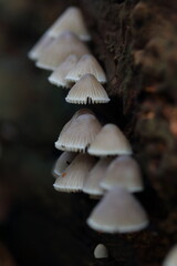 Mushroom