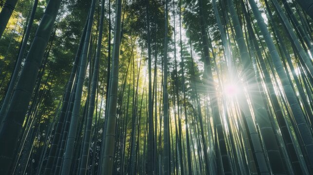Looking up bamboo forest for natural background.