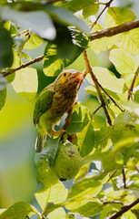 Brown headed barbet, bird on guava tree , Sri Lanka