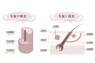 髪の構造と頭皮と髪の図解・毛乳頭と立毛筋