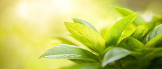 Fototapeta premium A tight shot of a verdant plant's canopy, sunbeams filtering through its uppermost green leaves