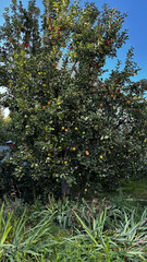 The apple tree is a deciduous tree belonging to the rose family, Rosaceae. It is cultivated worldwide for its delicious and nutritious fruit, harvest of the apple.