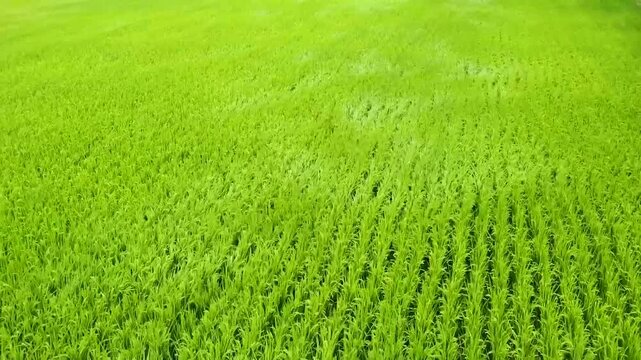 rice filed in Taiwan, Taitung