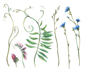 Wildflower set. Field plant with blue chicory flowers and buds, meadow Mouse pea, blade of grass, green creeper. Watercolor hand drawn illustration. Botanical bouquet. Clipart Isolated from background
