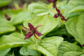 close-up of a Trillium erectum, birthroot