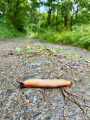 A slug slowly crosses a rural path in a lush forest. The close-up captures a quiet moment in nature, emphasizing simplicity and persistence.