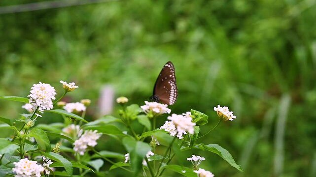 Butterfly flying around white lantana flower