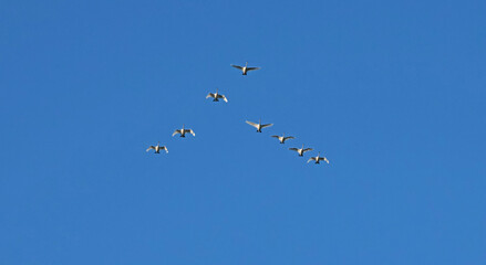 Pack of swans in sky migrating to warm country for wintering. Summer in Belarus. Nature and animals. View from below. 